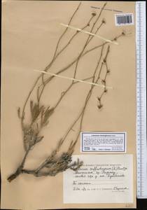 Limonium suffruticosum (L.) Kuntze, Middle Asia, Caspian Ustyurt & Northern Aralia (M8) (Kazakhstan)