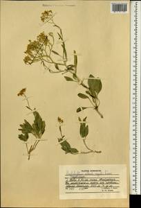 Haplophyllum alberti-regelii Korovin, South Asia, South Asia (Asia outside ex-Soviet states and Mongolia) (ASIA) (Afghanistan)