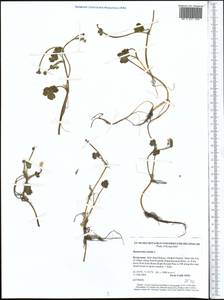 Ranunculus nivalis L., Middle Asia, Western Tian Shan & Karatau (M3) (Kyrgyzstan)