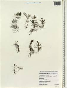 Myriophyllum verticillatum L., South Asia, South Asia (Asia outside ex-Soviet states and Mongolia) (ASIA) (Vietnam)