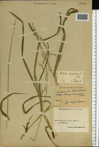 Lolium giganteum (L.) Darbysh., Eastern Europe, Central forest region (E5) (Russia)