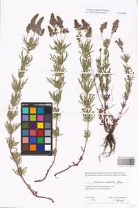MHA 0 159 946, Veronica austriaca subsp. jacquinii (Baumg.) Watzl, Eastern Europe, North Ukrainian region (E11) (Ukraine)