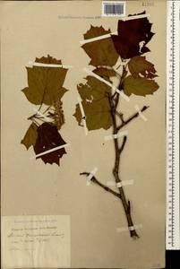 Aria torminalis (L.) Beck, Caucasus, Black Sea Shore (from Novorossiysk to Adler) (K3) (Russia)