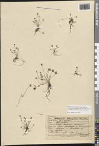 Halerpestes sarmentosus (Adams) Kom., Siberia, Russian Far East (S6) (Russia)