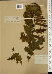 Lophiolepis horrida (Adams) Bures, Del Guacchio, Iamonico & P. Caputo, Caucasus (no precise locality) (K0)