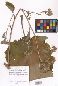 Arctium tomentosum Mill., Eastern Europe, Moscow region (E4a) (Russia)