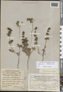 Pyankovia brachiata (Pall.) Akhani & Roalson, Middle Asia, Syr-Darian deserts & Kyzylkum (M7) (Kazakhstan)