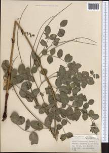 Hedysarum flavescens Regel & Schmalh., Middle Asia, Pamir & Pamiro-Alai (M2) (Tajikistan)
