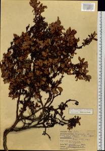 Salix khokhriakovii A. Skvortsov, Siberia, Chukotka & Kamchatka (S7) (Russia)