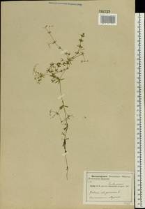 Galium uliginosum L., Eastern Europe, Central region (E4) (Russia)