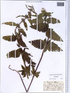Stachyopsis oblongata (Schrenk) Popov & Vved., Middle Asia, Dzungarian Alatau & Tarbagatai (M5) (Kazakhstan)