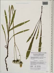 Sonchus arvensis subsp. humilis (N. I. Orlova) Tzvelev, Eastern Europe, Northern region (E1) (Russia)