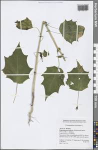 Chenopodiastrum hybridum (L.) S. Fuentes, Uotila & Borsch, Eastern Europe, Central forest-and-steppe region (E6) (Russia)