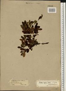 Arctostaphylos alpinus (L.) Spreng., Eastern Europe, Northern region (E1) (Russia)