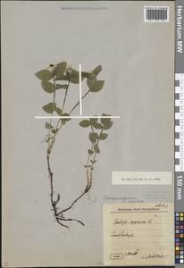 Cornus suecica L., Eastern Europe, North-Western region (E2) (Russia)