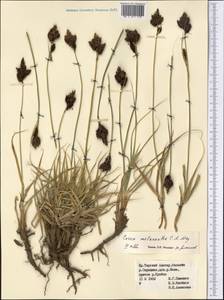 Carex melanantha C.A.Mey., Middle Asia, Northern & Central Tian Shan (M4) (Kyrgyzstan)