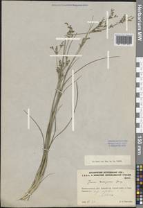 Juncus compressus Jacq., Eastern Europe, North-Western region (E2) (Russia)