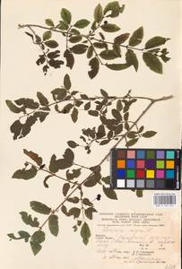 Lonicera nigra L., Eastern Europe, West Ukrainian region (E13) (Ukraine)