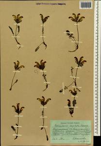 Pedicularis capitata Adams., Siberia, Central Siberia (S3) (Russia)