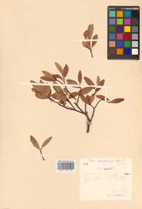 Salix dshugdshurica A. K. Skvortsov, Siberia, Russian Far East (S6) (Russia)