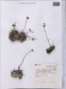 Antennaria friesiana, America (AMER) (Canada)