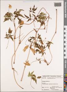 Clematis sibirica (L.) Mill., Siberia, Central Siberia (S3) (Russia)