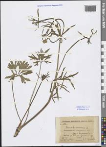 Ranunculus auricomus L., Eastern Europe, Central forest-and-steppe region (E6) (Russia)