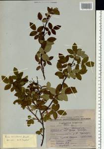Rosa acicularis Lindl., Siberia, Chukotka & Kamchatka (S7) (Russia)