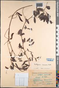 Lathyrus incurvus (Roth) Willd., Caucasus, North Ossetia, Ingushetia & Chechnya (K1c) (Russia)