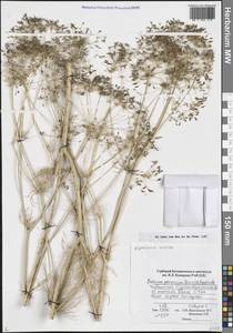 Elwendia persica (Boiss.) Pimenov & Kljuykov, Middle Asia, Pamir & Pamiro-Alai (M2) (Uzbekistan)