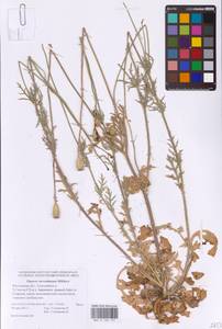 Papaver dubium subsp. stevenianum (Mikheev) Kubát & Šípošová, Eastern Europe, Rostov Oblast (E12a) (Russia)