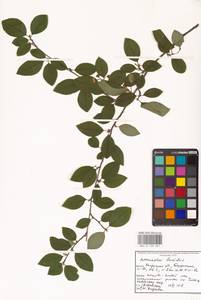 Cotoneaster acutifolius Turcz., Eastern Europe, Central region (E4) (Russia)