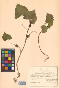 Fagopyrum tataricum (L.) Gaertn., Siberia, Russian Far East (S6) (Russia)