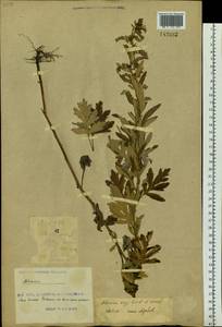 Artemisia argyi H. Lév. & Vaniot, Siberia, Russian Far East (S6) (Russia)