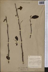 Asimina triloba (L.) Dunal, America (AMER) (United States)