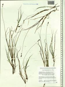 Carex brunnescens (Pers.) Poir., Siberia, Russian Far East (S6) (Russia)