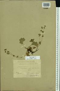 Alchemilla glaucescens Wallr., Eastern Europe, Central region (E4) (Russia)
