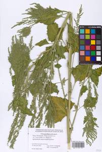 Oxybasis urbica (L.) S. Fuentes, Uotila & Borsch, Eastern Europe, Lower Volga region (E9) (Russia)