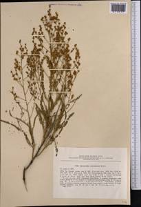 Spiraeanthus schrenckianus (C. A. Mey.) Maxim., Middle Asia, Western Tian Shan & Karatau (M3) (Kazakhstan)