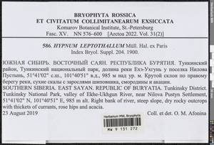 Hypnum leptothallum Paris, Bryophytes, Bryophytes - Baikal & Transbaikal regions (B18) (Russia)