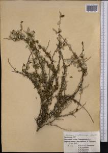 Prunus bifrons Fritsch, Middle Asia, Western Tian Shan & Karatau (M3) (Kazakhstan)