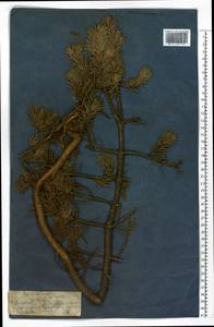 Pinus sylvestris L., Eastern Europe, North-Western region (E2) (Russia)