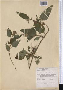Prunella vulgaris L., America (AMER) (United States)