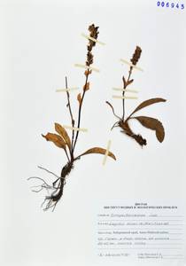 Lagotis glauca subsp. minor (Willd.) Hultén, Siberia, Russian Far East (S6) (Russia)