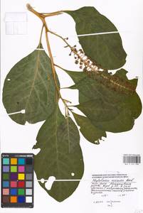 Phytolacca acinosa Roxb., Eastern Europe, Moscow region (E4a) (Russia)