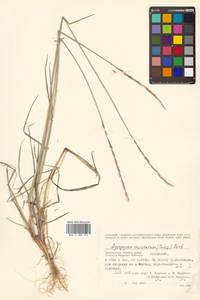 Elymus macrourus (Turcz.) Tzvelev, Siberia, Chukotka & Kamchatka (S7) (Russia)