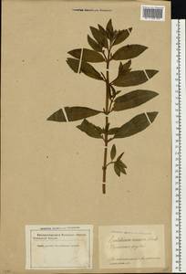 Epilobium roseum (Schreb.) Schreb., Eastern Europe, Latvia (E2b) (Latvia)