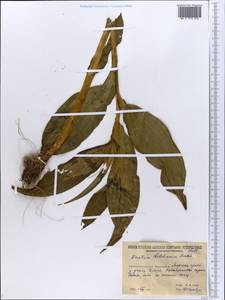 Veratrum lobelianum Bernh., Eastern Europe, Northern region (E1) (Russia)