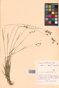 Luzula pallescens Sw., Siberia, Russian Far East (S6) (Russia)