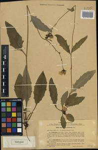 Hieracium maculatum subsp. pollichiae (Sch. Bip.) Zahn, Caucasus, Stavropol Krai, Karachay-Cherkessia & Kabardino-Balkaria (K1b) (Russia)